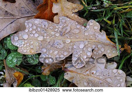 Oak leaf with raindrops, Jaegersborg, Denmark, Scandinavia, Europe View Large Photo Image Stock Photography - Oak leaf with raindrops, Jaegersborg, Denmark, Scandinavia, Europe. Fotosearch