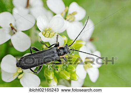 Stock Image - Oak Soldier Beetle (Cantharis obscura), North Rhine-Westphalia, Germany, Europe. Fotosearch