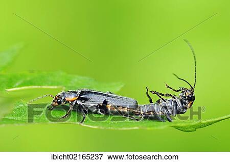 Stock Photo - Oak Soldier Beetles (Cantharis obscura), couple copulating, North Rhine-Westphalia, Germany, Europe. Fotosearch