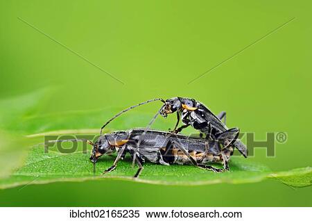 Stock Photography - Oak Soldier Beetles (Cantharis obscura), couple copulating, North Rhine-Westphalia, Germany, Europe. Fotosearch