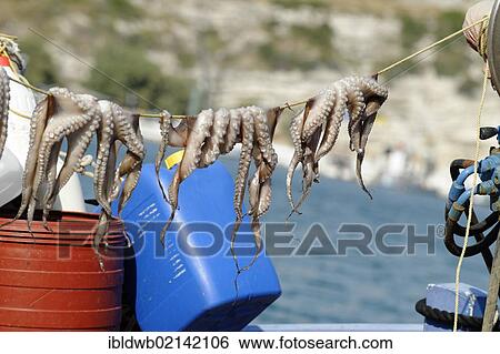 Octopus suspended to dry, port city of Pythagorio, Samos Island, Aegean Sea, southern Sporades islands, Greece, Europe View Large Photo Image Stock Photograph - Octopus suspended to dry, port city of Pythagorio, Samos Island, Aegean Sea, southern Sporades islands, Greece, Europe. Fotosearch
