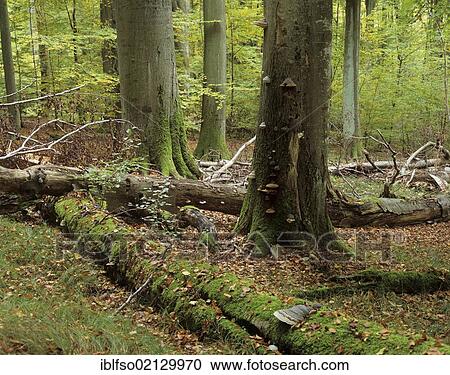 Old Beech (Fagus sylvatica) trees and dead wood, UNESCO World Heritage National Park of Hainich, near Eisenach, Thuringia, Germany, Europe View Large Photo Image Stock Image - Old Beech (Fagus sylvatica) trees and dead wood, UNESCO World Heritage National Park of Hainich, near Eisenach, Thuringia, Germany, Europe. Fotosearch