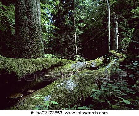 Old beech trees (Fagus sylvatica) and deadwood, Biosphere Reserve Vessertal-Thuringian Forest, Thuringia, Germany, Europe View Large Photo Image Stock Image - Old beech trees (Fagus sylvatica) and deadwood, Biosphere Reserve Vessertal-Thuringian Forest, Thuringia, Germany, Europe. Fotosearch