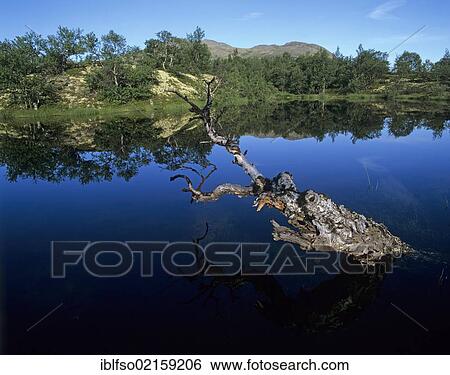Old, dead tree rising out of a lake, Rondane National Park, Norway, Scandinavia, Europe View Large Photo Image Stock Photograph - Old, dead tree rising out of a lake, Rondane National Park, Norway, Scandinavia, Europe. Fotosearch