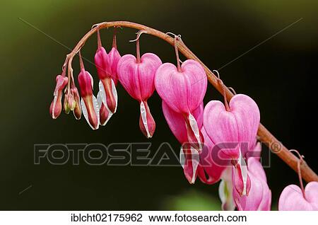 Old-fashioned bleeding-heart, or Lyre-flower (Dicentra spectabilis) View Large Photo Image Stock Image - Old-fashioned bleeding-heart, or Lyre-flower (Dicentra spectabilis). Fotosearch