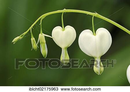 Old-fashioned bleeding-heart, or Lyre-flower (Dicentra spectabilis) View Large Photo Image Stock Image - Old-fashioned bleeding-heart, or Lyre-flower (Dicentra spectabilis). Fotosearch