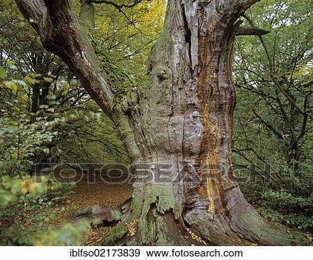 Old oak tree (Quercus sp. ), jungle at Sababurg castle, Reinhardswald forest region, Hofgeismar, Lower Saxony, Germany, Europe View Large Photo Image Stock Photo - Old oak tree (Quercus sp. ), jungle at Sababurg castle, Reinhardswald forest region, Hofgeismar, Lower Saxony, Germany, Europe. Fotosearch