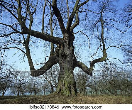 Stock Photography - Old time tree (Tilia sp. ), near Ichstedt, Kyffhaeuserkreis district, Thuringia, Germany, Europe. Fotosearch