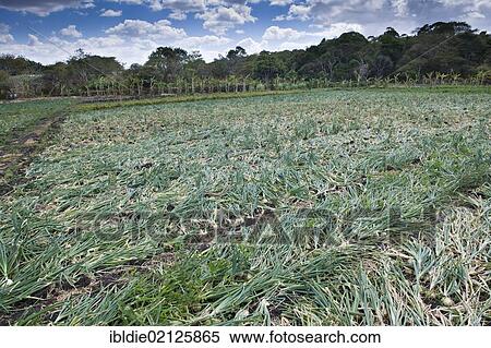 Onion cultivation, agriculture, Terabona, northeastern highlands, Nicaragua, Central America, North America View Large Photo Image Stock Photography - Onion cultivation, agriculture, Terabona, northeastern highlands, Nicaragua, Central America, North America. Fotosearch
