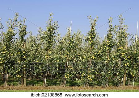 Stock Photography - Orchard with Apples (Malus domestica), cultured apples, Altes Land, Lower Saxony, Germany, Europe. Fotosearch