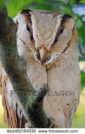 Stock Image - Oriental Bay Owl (Phodilus badius), Asian species, captive, North Rhine-Westphalia, Germany, Europe. Fotosearch