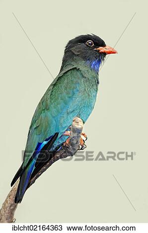 Stock Image - Oriental Dollarbird or Dollar Roller (Eurystomus orientalis, Coracias orientalis), Asian species, captive, North Rhine-Westphalia, Germany, Europe. Fotosearch