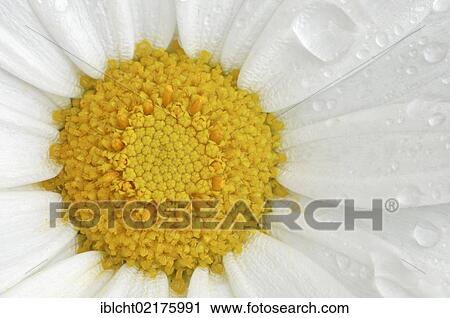 Ox-eye daisy (Leucanthemum vulgare, Chrysanthemum leucanthemum), flower detail with water droplets, North Rhine-Westphalia, Germany, Europe View Large Photo Image Stock Image - Ox-eye daisy (Leucanthemum vulgare, Chrysanthemum leucanthemum), flower detail with water droplets, North Rhine-Westphalia, Germany, Europe. Fotosearch