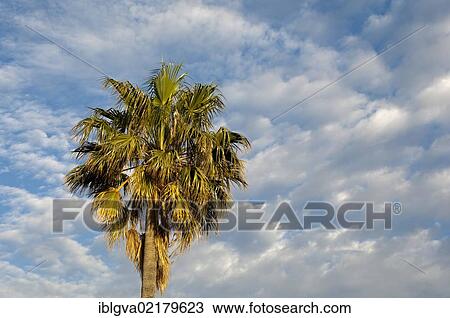 Palm tree in front of a cloudy sky, Cape Town, South Africa, Africa View Large Photo Image Stock Image - Palm tree in front of a cloudy sky, Cape Town, South Africa, Africa. Fotosearch
