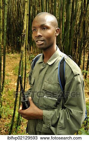 Stock Image - Park guide with a radio during a gorilla trekking trip at the foot of the Gahinga volcano, Volcanoes National Park, Parc National des Volcans near the village of Kinigi, Rwanda, Africa. Fotosearch