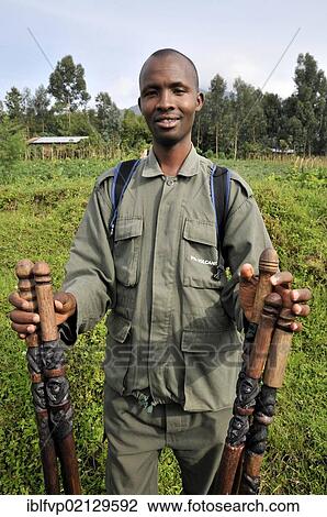 Stock Image - Park guide with walking sticks, in which gorillas were carved into, at the entrance to the Volcanoes National Park, Parc National des Volcans, Rwanda, Africa. Fotosearch
