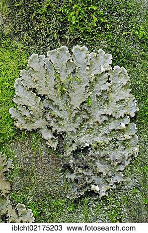 Stock Image - Parmelia lichen (Parmelia spec. ), Berchtesgaden National Park, Bavaria, Germany, Europe. Fotosearch