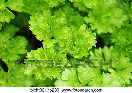 Parsley (Petroselinum crispum), North Rhine-Westphalia, Germany, Europe View Large Photo Image Stock Photo - Parsley (Petroselinum crispum), North Rhine-Westphalia, Germany, Europe. Fotosearch