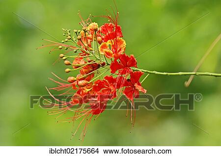 Picture - Peacock Flower, Barbados' Pride (Caesalpinia pulcherrima). Fotosearch