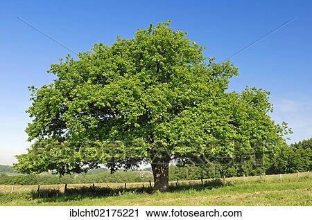 Stock Image - Pedunculate Oak, North Rhine-Westphalia, Germany / (Quercus robur, Quercus pedunculata) / Common Oak, European Oak, English Oak. Fotosearch