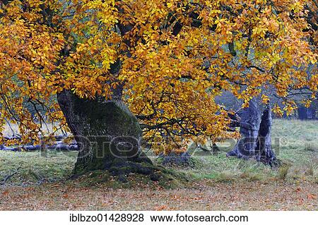 Pedunculate Oak (Quercus robur), autumn-colored ancient oak, Jaegersborg, Denmark, Scandinavia, Europe View Large Photo Image Stock Photo - Pedunculate Oak (Quercus robur), autumn-colored ancient oak, Jaegersborg, Denmark, Scandinavia, Europe. Fotosearch