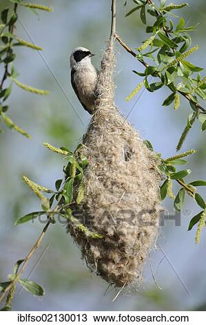 Penduline Tit (Remiz pendulinus), on its nest, Thuringia, Germany, Europe View Large Photo Image Stock Image - Penduline Tit (Remiz pendulinus), on its nest, Thuringia, Germany, Europe. Fotosearch