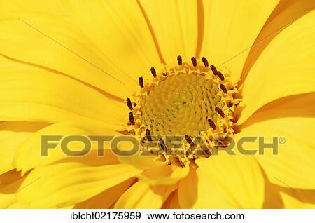 Stock Photo - Perennial sunflower (Helianthus hybrid), flower detail. Fotosearch