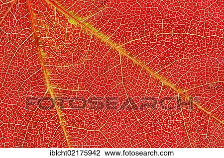 Persian ironwood tree (Parrotia persica), leaf detail in autumn View Large Photo Image Stock Image - Persian ironwood tree (Parrotia persica), leaf detail in autumn. Fotosearch