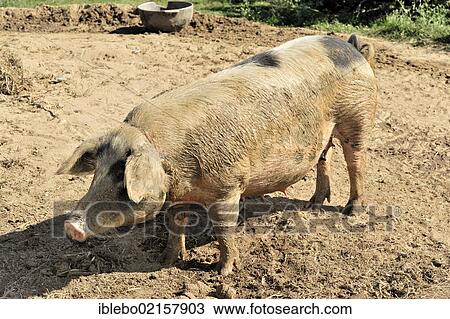 Pig (Sus scrofa domestica) on a tobacco farmer near Vinales, Valle de Vinales, Cuba, Central America, America, North America View Large Photo Image Stock Image - Pig (Sus scrofa domestica) on a tobacco farmer near Vinales, Valle de Vinales, Cuba, Central America, America, North America. Fotosearch