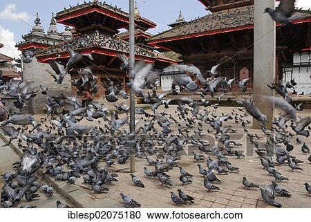 Pigeons on Durbar Square, Kathmandu, Nepal, Asia View Large Photo Image Stock Image - Pigeons on Durbar Square, Kathmandu, Nepal, Asia. Fotosearch