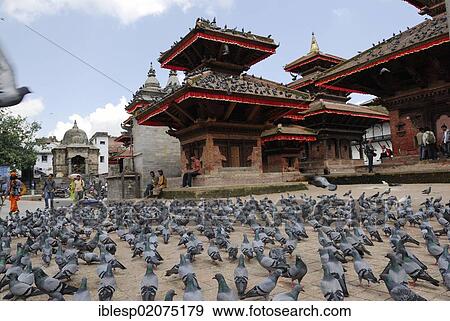 Pigeons on Durbar Square, Kathmandu, Nepal, Asia View Large Photo Image Stock Photo - Pigeons on Durbar Square, Kathmandu, Nepal, Asia. Fotosearch