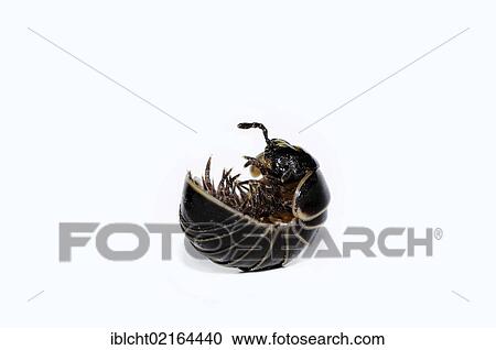 Pill Millipede (Glomeris spec. ), North Rhine-Westphalia, Germany, Europe View Large Photo Image Stock Image - Pill Millipede (Glomeris spec. ), North Rhine-Westphalia, Germany, Europe. Fotosearch