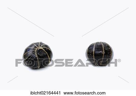 Pill Millipede (Glomeris spec. ), curled up in defence, North Rhine-Westphalia, Germany, Europe View Large Photo Image Stock Image - Pill Millipede (Glomeris spec. ), curled up in defence, North Rhine-Westphalia, Germany, Europe. Fotosearch