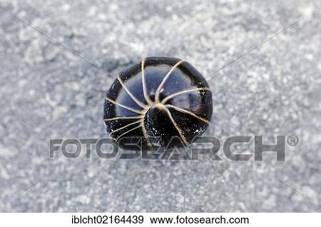 Pill Millipede (Glomeris spec. ), curled up in defence, North Rhine-Westphalia, Germany, Europe View Large Photo Image Stock Photo - Pill Millipede (Glomeris spec. ), curled up in defence, North Rhine-Westphalia, Germany, Europe. Fotosearch