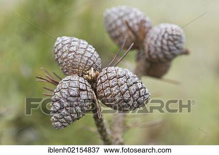 Stock Photo - Pine Cones (Pinus sylvestris), Langeoog, Lower Saxony, Germany, Europe. Fotosearch