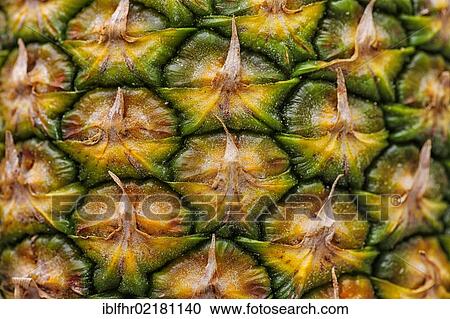 Pineapple (Ananas comosus), detail of the skin View Large Photo Image Stock Image - Pineapple (Ananas comosus), detail of the skin. Fotosearch