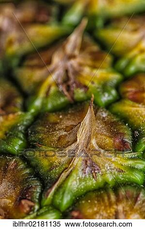 Pineapple (Ananas comosus), detail of the skin View Large Photo Image Stock Photography - Pineapple (Ananas comosus), detail of the skin. Fotosearch