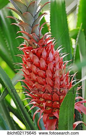 Stock Photography - Pineapple (Ananas comosus), fruit. Fotosearch
