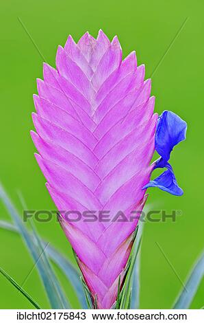 Pink quill (Tillandsia cyanea), inflorescence with flower View Large Photo Image Stock Image - Pink quill (Tillandsia cyanea), inflorescence with flower. Fotosearch