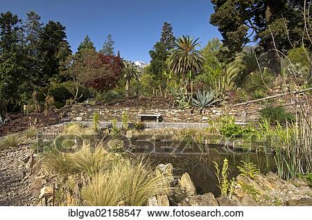 Plant collection at the Botanical Gardens of Canton Ticino, Isola Grande, Brissago Islands, Lake Maggiore, Ticino, Switzerland, Europe View Large Photo Image Stock Photo - Plant collection at the Botanical Gardens of Canton Ticino, Isola Grande, Brissago Islands, Lake Maggiore, Ticino, Switzerland, Europe. Fotosearch