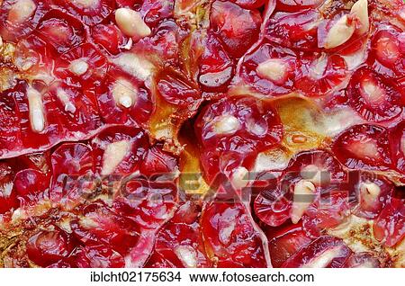 Pomegranate (Punica granatum), detail of a cut fruit View Large Photo Image Picture - Pomegranate (Punica granatum), detail of a cut fruit. Fotosearch