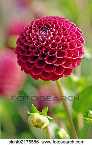 Pompon Dahlia Cornel (Dahlia hybrida) flower View Large Photo Image Stock Photograph - Pompon Dahlia Cornel (Dahlia hybrida) flower. Fotosearch