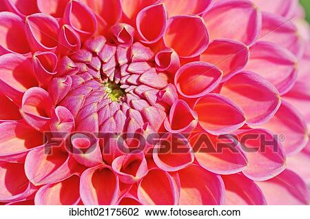 Pompon Dahlia Prater (Dahlia hybrida), flower detail View Large Photo Image Stock Image - Pompon Dahlia Prater (Dahlia hybrida), flower detail. Fotosearch