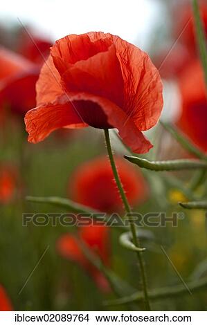 Poppy flower (Papaver rhoeas), Grevesmuehlen, Schleswig-Holstein View Large Photo Image Picture - Poppy flower (Papaver rhoeas), Grevesmuehlen, Schleswig-Holstein. Fotosearch