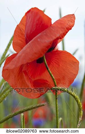 Poppy flower (Papaver rhoeas), Grevesmuehlen, Schleswig-Holstein View Large Photo Image Stock Image - Poppy flower (Papaver rhoeas), Grevesmuehlen, Schleswig-Holstein. Fotosearch