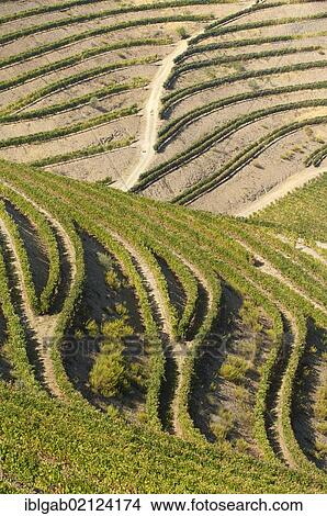 Port Wine vineyards, Alto Douro, Unesco World Heritage site, Tras-os-Montes, Portugal, Europe View Large Photo Image Picture - Port Wine vineyards, Alto Douro, Unesco World Heritage site, Tras-os-Montes, Portugal, Europe. Fotosearch