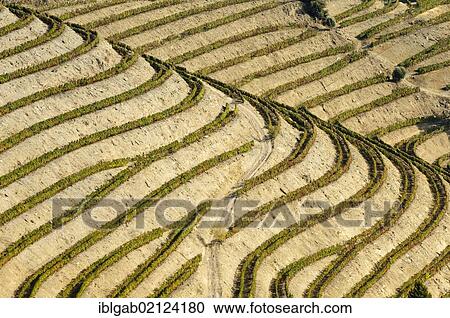 Stock Image - Port Wine vineyards, Alto Douro, Unesco World Heritage site, Tras-os-Montes, Portugal, Europe. Fotosearch