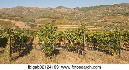 Port Wine vineyards, Alto Douro, Unesco World Heritage site, Tras-os-Montes, Portugal, Europe View Large Photo Image Stock Image - Port Wine vineyards, Alto Douro, Unesco World Heritage site, Tras-os-Montes, Portugal, Europe. Fotosearch