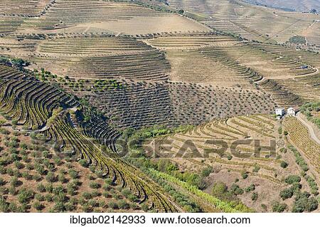 Port wine vineyards, Alto Douro, Unesco World Heritage site, Tras-os-Montes, Portugal, Europe View Large Photo Image Stock Image - Port wine vineyards, Alto Douro, Unesco World Heritage site, Tras-os-Montes, Portugal, Europe. Fotosearch
