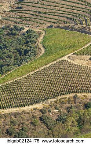 Port Wine vineyards, Alto Douro, Unesco World Heritage site, Tras-os-Montes, Portugal, Europe View Large Photo Image Stock Photo - Port Wine vineyards, Alto Douro, Unesco World Heritage site, Tras-os-Montes, Portugal, Europe. Fotosearch